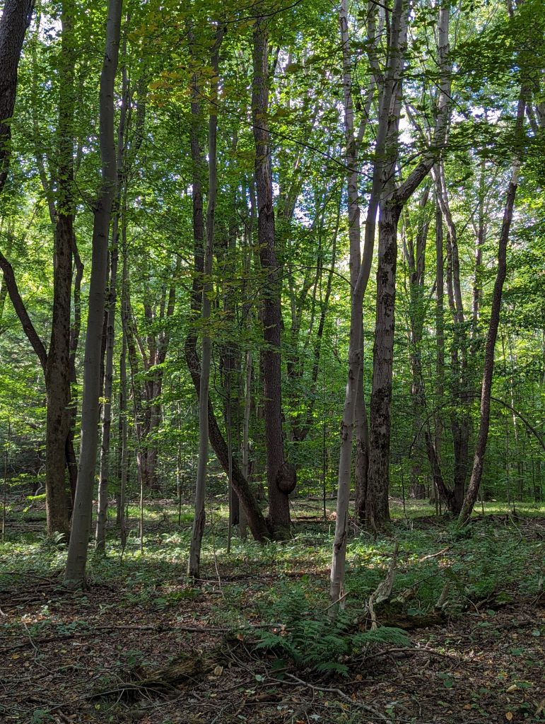 Pennsylvania woods