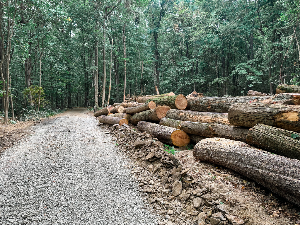 Professional Pennsylvania Hardwood Timber Harvest with log landing